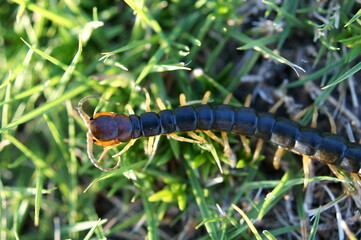 Centipede walking on the lawn	