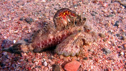 hermit crab on the beach