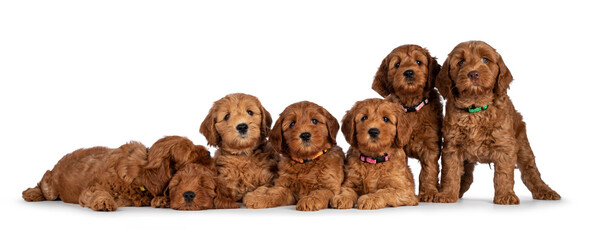 Row of seven adorable red 8 weeks young Cobberdog aka Labradoodle puppies, sitting and laying all beside each other. All looking towards camera. Isolated on a white background.