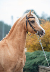  portrait of beautiful  palomino welsh pony stallion posing at nice stable garden - obrazy, fototapety, plakaty