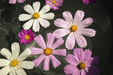 Plakat background of beautiful daisies floating in water close-up