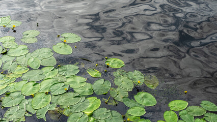 Yellow water lilies or Nymphaea in the pond on the background of leaves. The nymphaea and the leaves of the water lily are covered with water drops