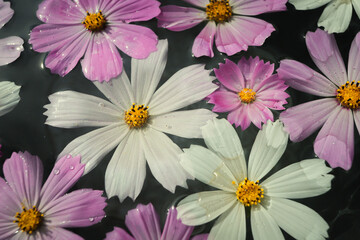 Fototapeta na wymiar background of beautiful daisies floating in water close-up