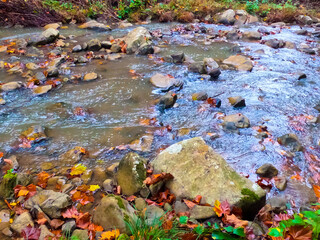 autumn leaves on the water