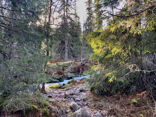 Fulufjället Nationalpark 3