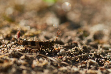 Blauflügelige Ödlandschrecke (Oedipoda caerulescens)