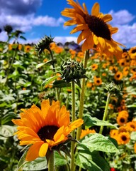 sunflower and sky