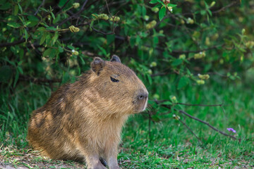 Naklejka na ściany i meble The capybara is a giant cavy rodent native to South America. It is the largest living rodent and a member of the genus Hydrochoerus.