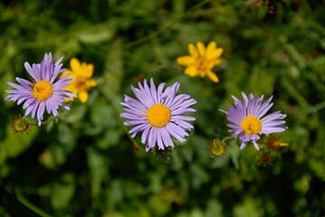 Fototapeta premium Wild Daisies