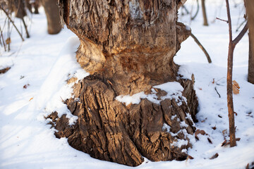 Old tree grows in winter forest. Close-up of tree trunk with marks from beaver teeth and covered with snow, winter landscape.