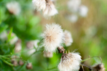 Soft focus on the cosmos flowers. Flower with selective focus