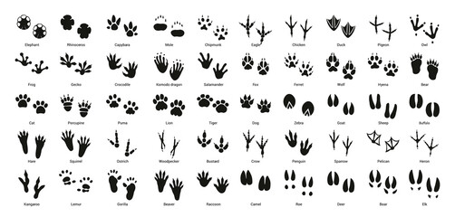 Collection of vector footprints of birds and animals. - obrazy, fototapety, plakaty