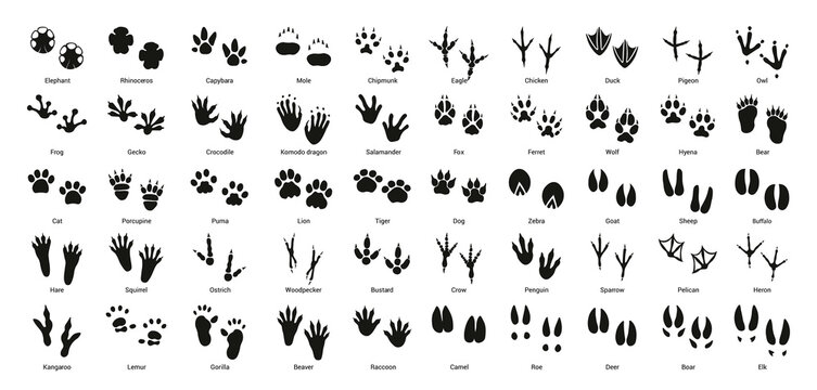 Collection of vector footprints of birds and animals.