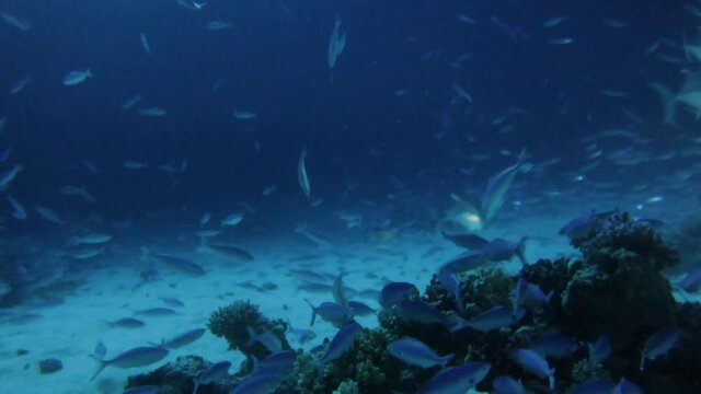 4k video footage of Giant Trevally (Caranx ignobilis) hunting for food at night in the Red Sea, Egypt