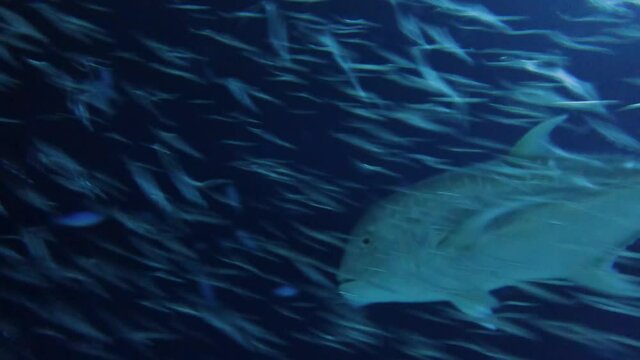 4k video footage of Giant Trevally (Caranx ignobilis) hunting for food at night in the Red Sea, Egypt