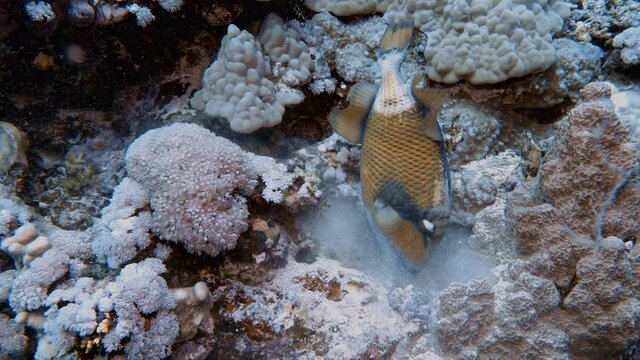 4k video footage of a Titan Triggerfish (Balistoides viridescens) in the Red Sea, Egypt