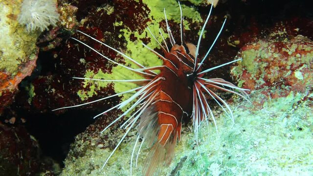 4k video footage of Clearfin Lionfish (Pterois radiata) in the Red Sea