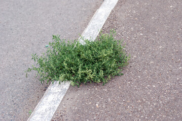 The grass grows through the asphalt in the city streets.
