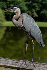 great blue heron