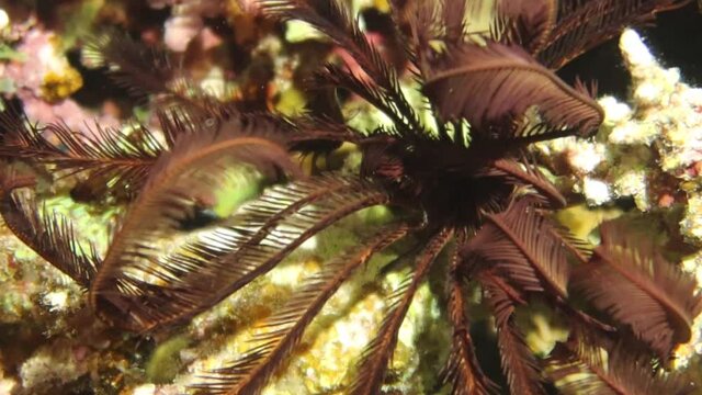 4k video footage of a Feather Star (Crinoidea sp.) in the Red Sea, Egypt