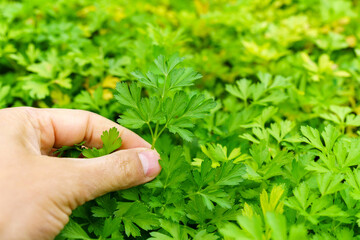 Gardening and agriculture concept parsley harvest. Vegan vegetarian homegrown food production.