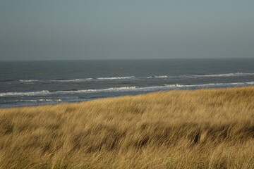 Marram grass qui coule dans un vent froid d& 39 hiver dans les dunes de la mer du Nord d& 39 Egmond an Zee par une journée d& 39 hiver froide et ensoleillée, Egmond aan Zee, Hollande du Nord, Pays-Bas