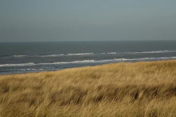 Tapeten Strandhafer fließt in einem kalten Winterwind in den Nordseedünen von Egmond an Zee an einem kalten und sonnigen Wintertag, Egmond aan Zee, Nordholland, Niederlande © Jens