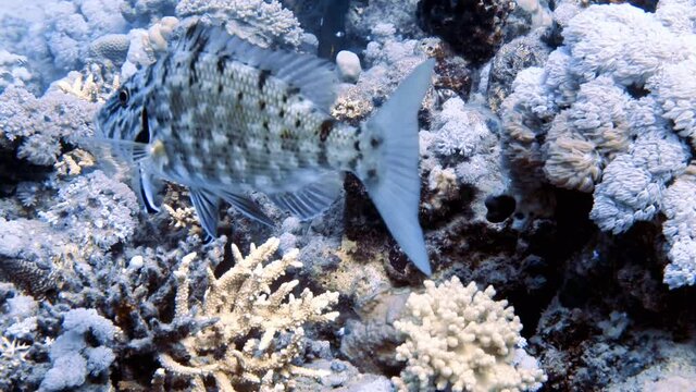 4k video footage of a Spangled Emperor (Lethrinus Nebulosus) and cleaner wrasse in the Red Sea, Egypt