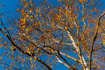 Bäume im Herbst mit Laub
