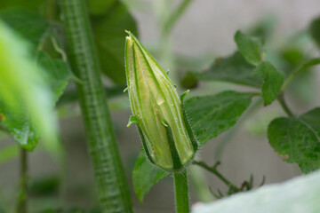 Male flower bud of pumpkin (Cucurbita) in organic cultivation formation in the city of Rio de Janeiro, Brazil.