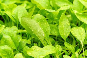 Spinach growing in the garden. Grow Bio-spinach. Leaves after rain