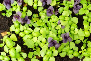 Basil sprouts close-up. Germination of seeds at home. The concept of vegan and healthy eating. Selective focus