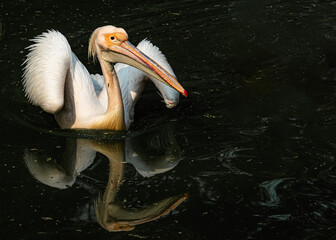 A pink pelican with wings up