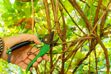 Pruning of a cultivar vine with garden secateurs in the autumn vineyard. Selective focus