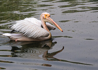A pink Pelican resting in water