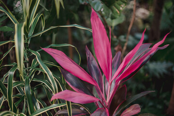 Planta de la Riviera 