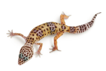 Leopard gecko or Eublepharis macularius isolated on white background with clipping path and full depth of field. Top view. Flat lay