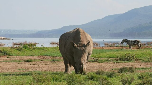 Southern White Rhinoceros or square-lipped rhinoceros - Ceratotherium simum simum, in Lake Nakuru National Park in Kenya, horned rhino feeding on grass, heavy body, large head.