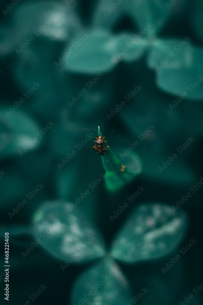 Poster vertical macro shot of a small insect on a leaf with a blurry background