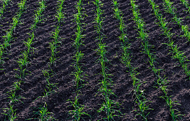 green area sown with winter crops
