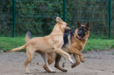 A young german shepherd dog and a young belgian shepherd playing and racing together in an unleashed park.