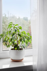Potted Ficus benjamina plant on the windowsill in the room