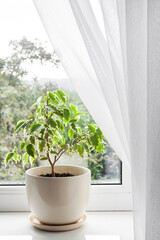 Potted Ficus benjamina plant on the windowsill in the room