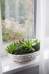 Potted Echeveria and Haworthia plants on the windowsill in the room