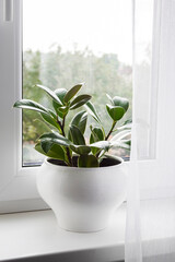 Potted Ficus elastica plant on the windowsill in the room