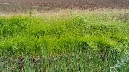 Obraz premium green grass in the nature