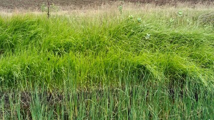 green grass in the wind