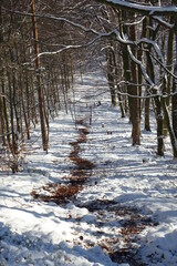 Forest aisle cut along the German French Border after the 1825 French Bavarian agreement on a cold...