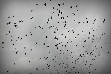 a flock of crows taking off from a tree. black and white photo. Black plumage birds dark silhouettes isolated on the light background. Harbingers of war, plague and death omens