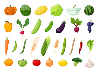 Vector detailed vegetables and fruits. Food illustrations in modern style.
